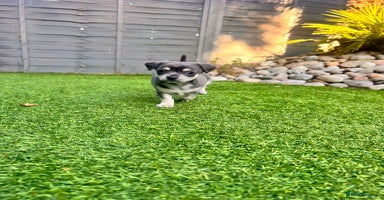 Chihuahua dogs in Ipswich - Advert 7