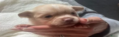 Chihuahua 1