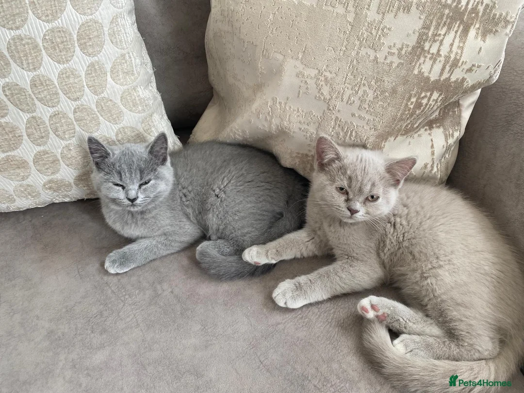 British Shorthair cats for sale: Beautiful British shorthair kittens for sale  - Advert 12