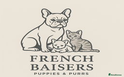 French Bulldog dogs for sale: French Bulldog Puppies – Beautiful, Rare Colours - Image 10