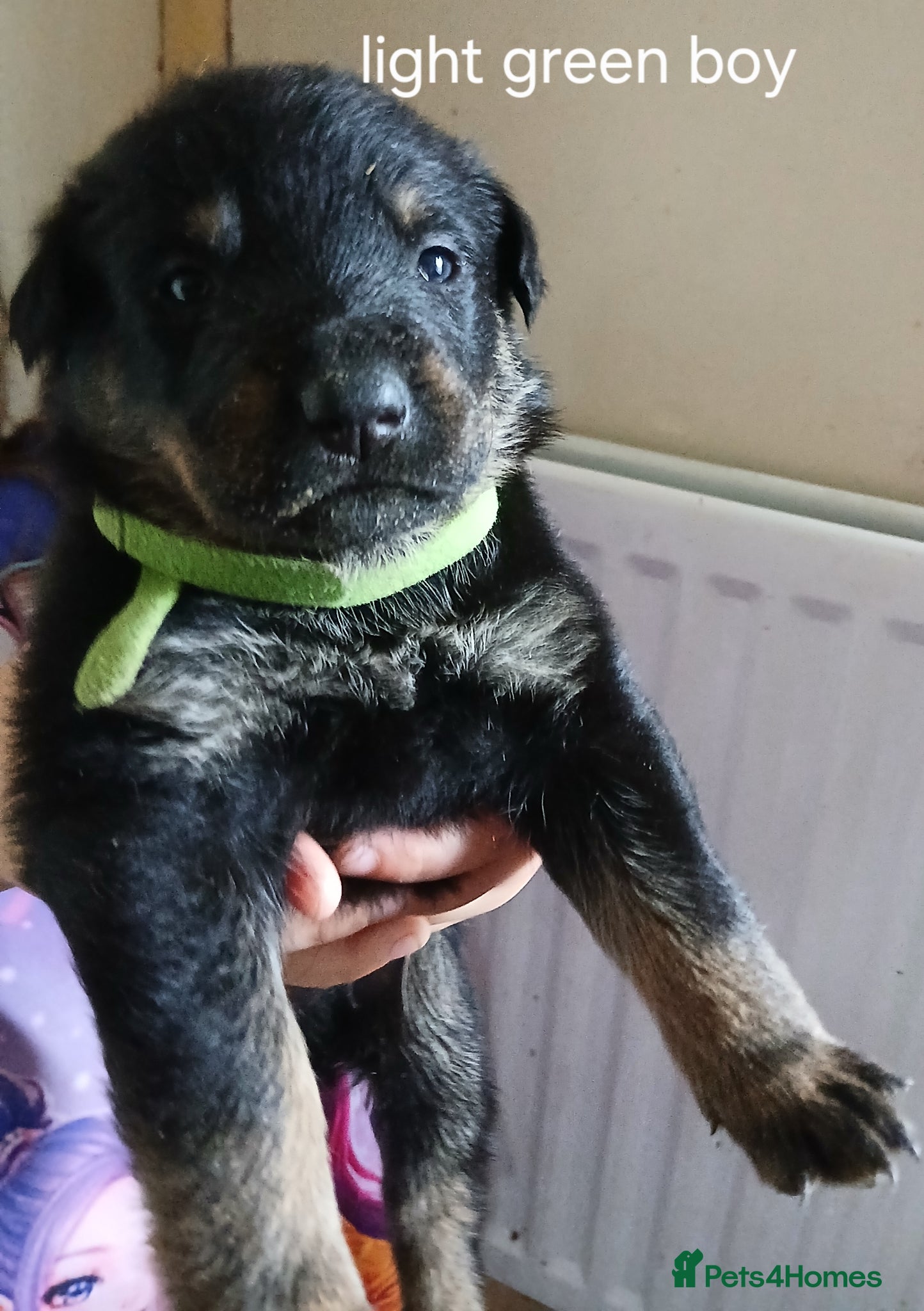 Mixed Breed dogs Shepweiler puppies  - Advert 2