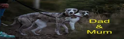 Whippet dogs for sale: Unique whippet brindle puppies in Derby - Advert 16