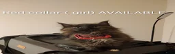 Maine Coon cats for sale: RARE COLOURS!!! MAINE COON KITTENS/DNA/GCCF  - Advert 11