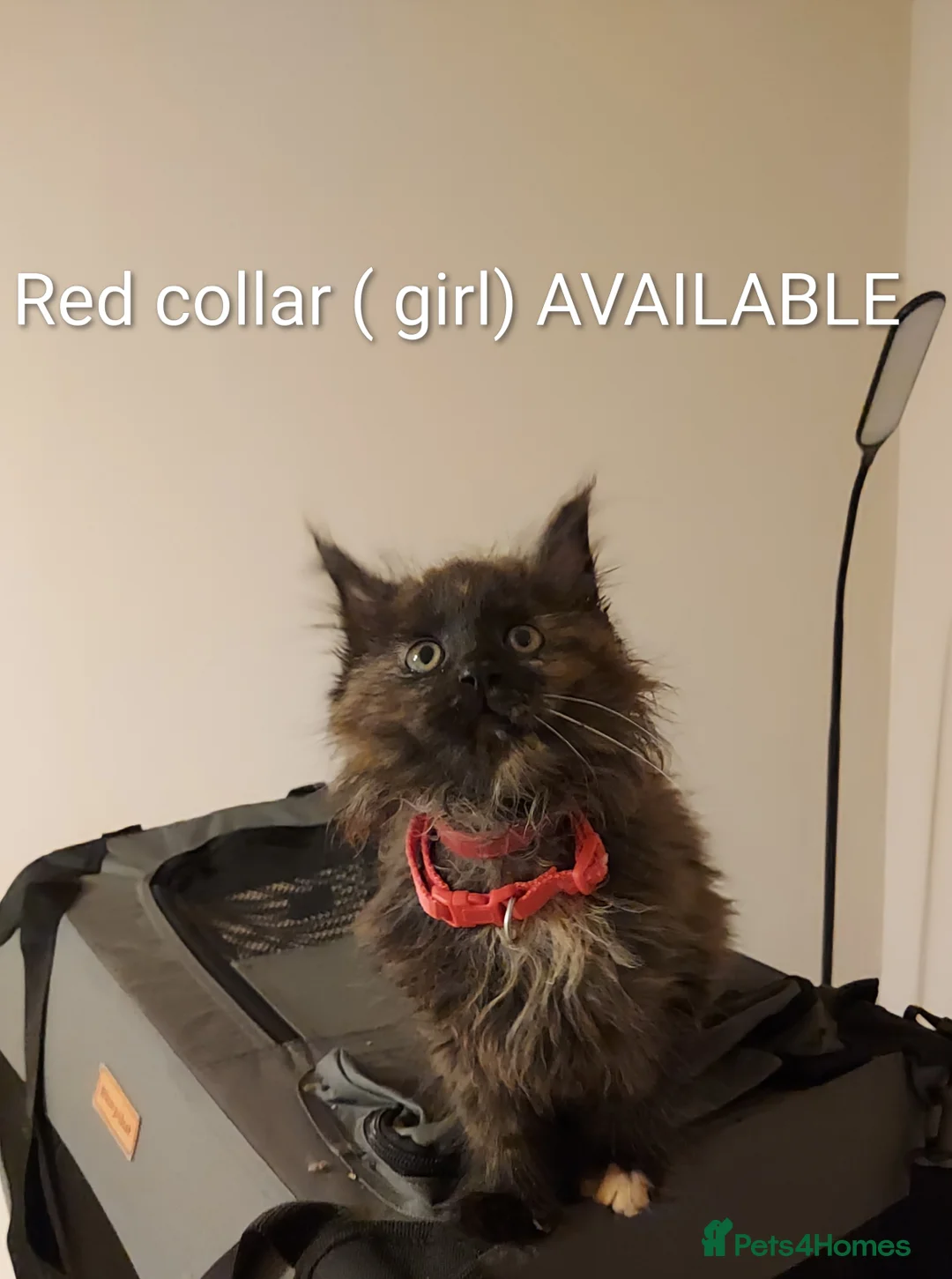 Maine Coon cats for sale: RARE COLOURS!!! MAINE COON KITTENS/DNA/GCCF  - Advert 11