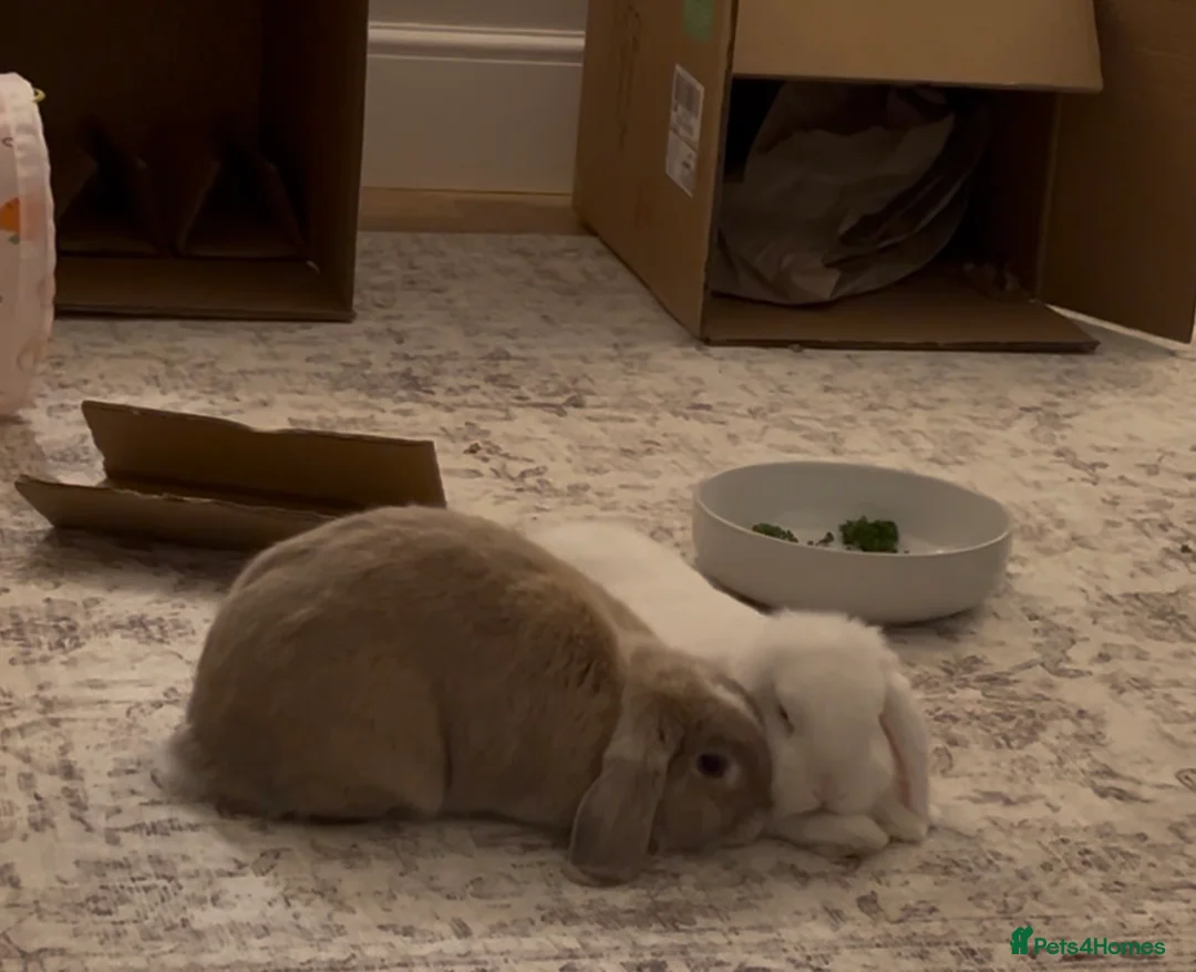 Mini Lop rabbits for sale: Bonded indoor free roam mini lop rabbits in Durham - Advert 1