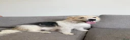 Mixed Breed dogs for adoption: Angel (Canan) – Could You Be Her Happy Ending? ❤️ - Advert 5