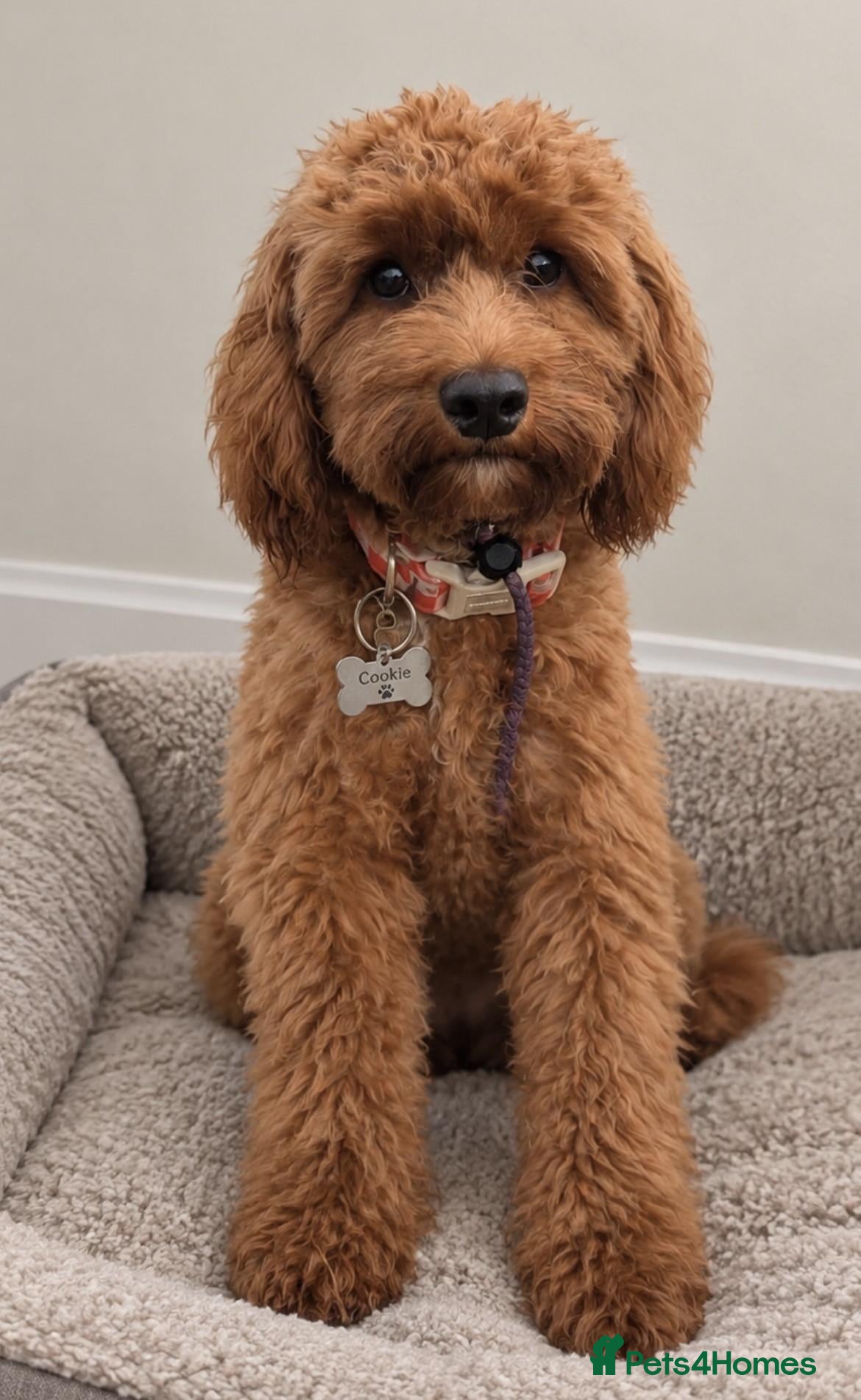 Maltipoo dogs Advanced trained Maltipoo  - Advert 1