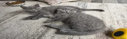 British Shorthair cats for sale: British shorthair  - Advert 5