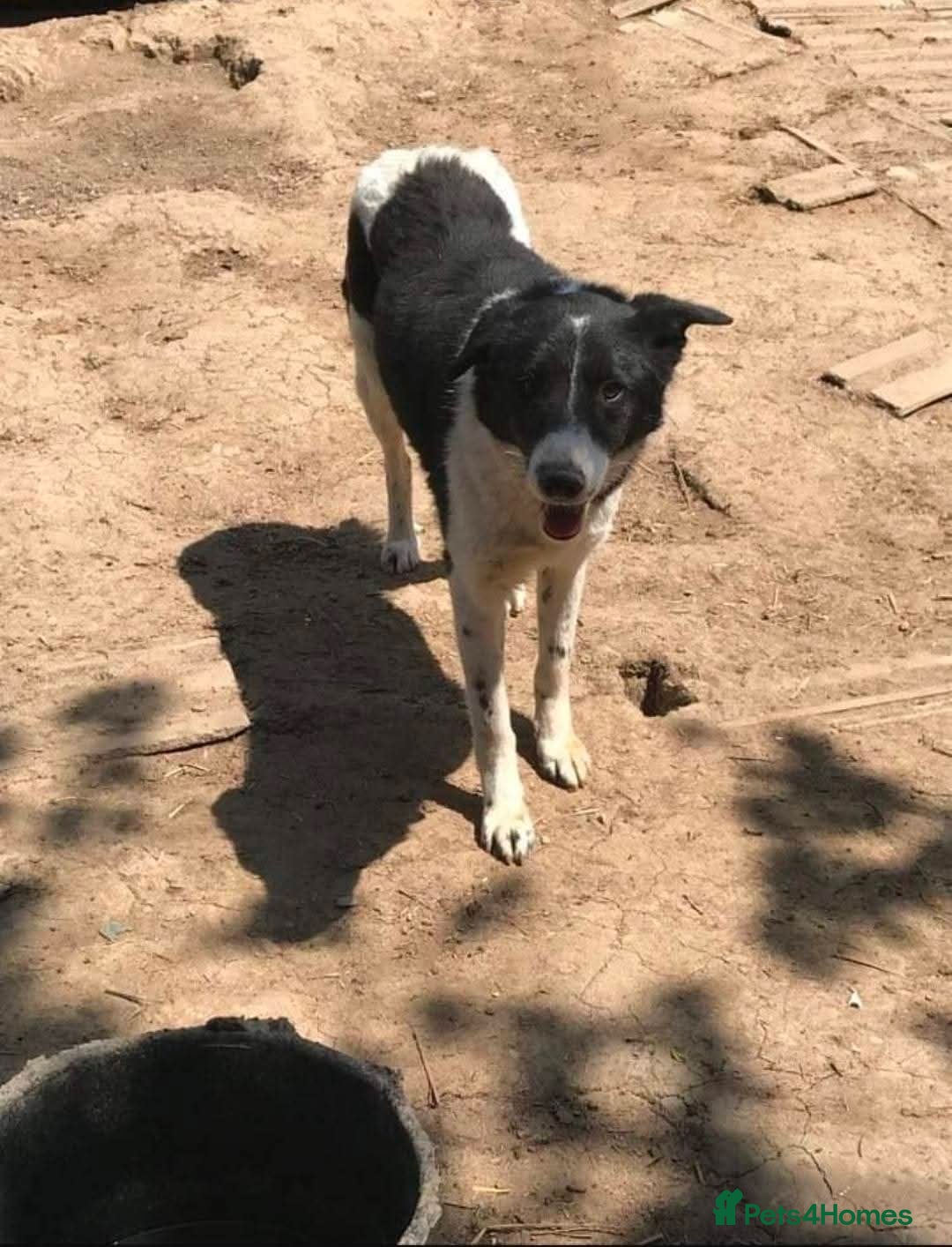 Mixed Breed dogs for adoption: Meet Sarah, currently residing in Essex  - Advert 5