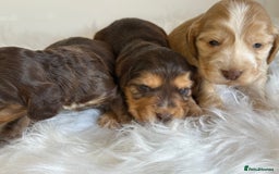 Cocker Spaniel dogs for sale: KC Health Tested Show Cocker Spaniels  - Image 8