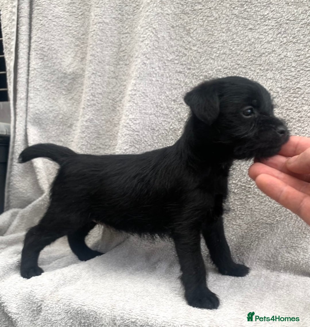 Patterdale Terrier dogs for sale: 3/4 border terrier x 1/4 patterdale   puppies  - Image 2