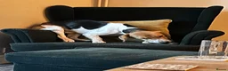 Beagle dogs for sale: Loveable and playful beagle for re homing  in Sudbury - Advert 3