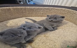 British Shorthair cats for sale: British shorthair kitties for sale - Advert 7