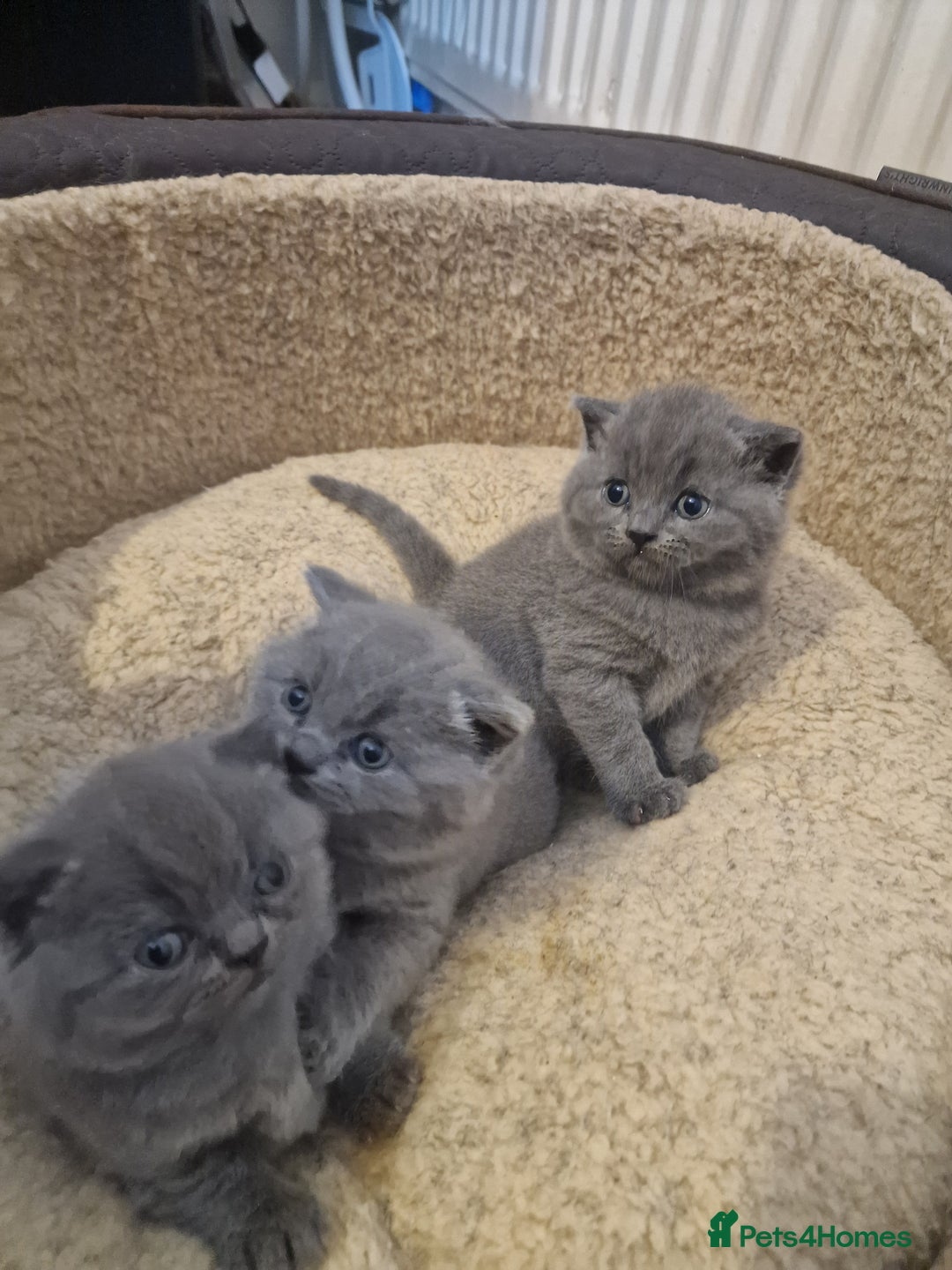 British Shorthair cats for sale: British shorthair kitties for sale - Advert 7