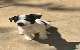 Jack Russell dogs for sale: Last two beautiful Jack Russell bitches - Image 9