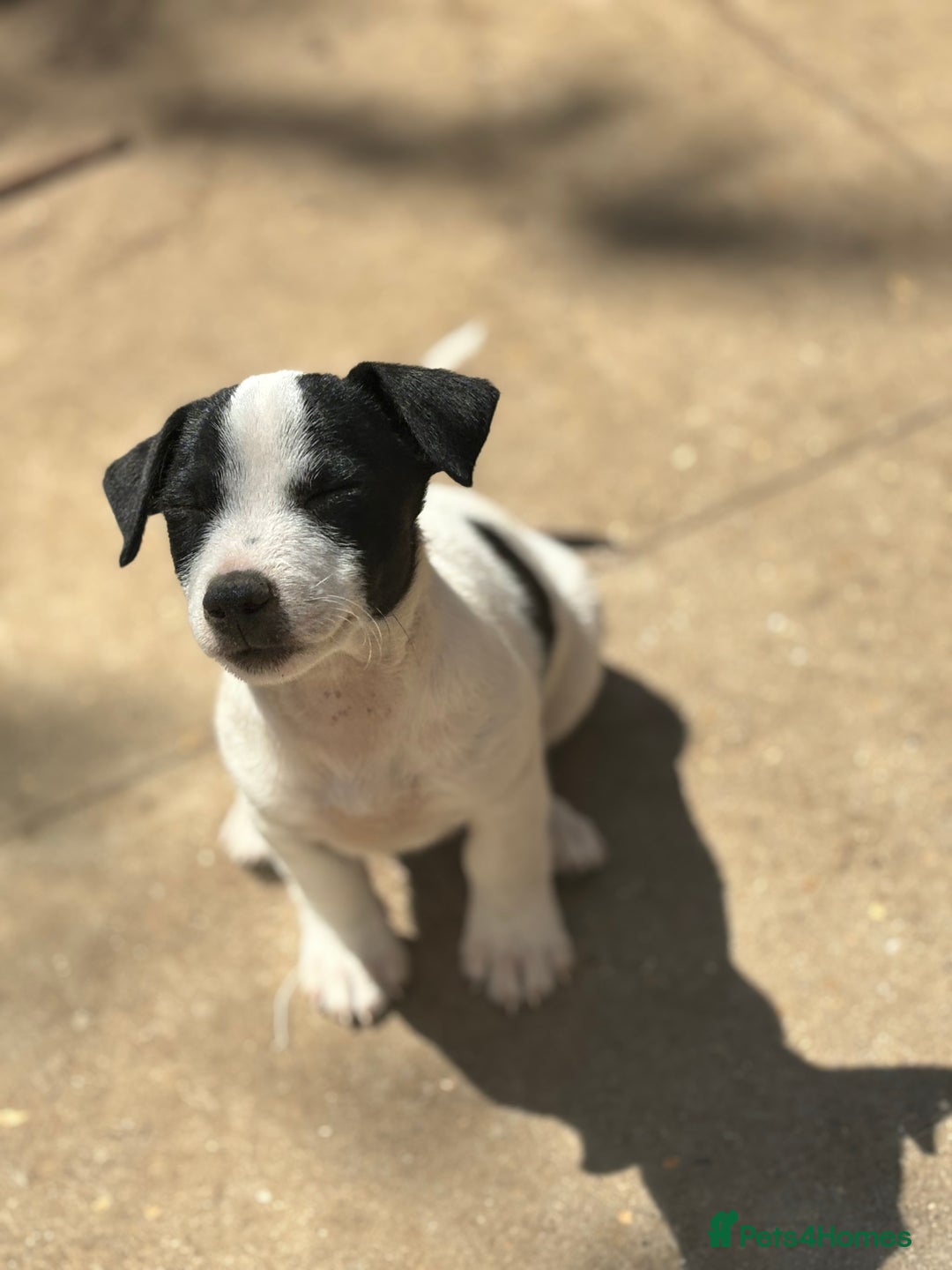 Jack Russell dogs for sale: Last two beautiful Jack Russell bitches - Image 9