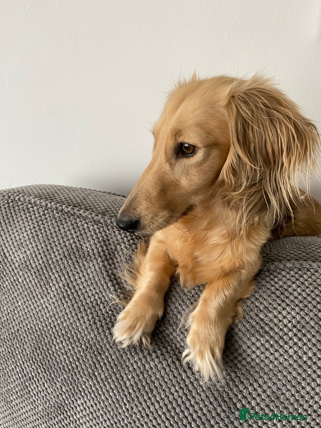 Miniature Dachshund dogs for sale: KC reg male & female needs new homes  - Advert 2