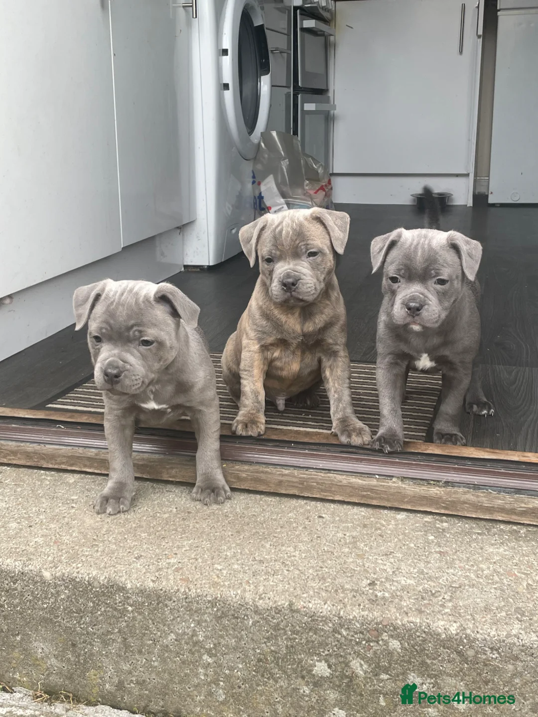 Staffordshire Bull Terrier dogs for sale: Staffie pups for sale - Advert 2