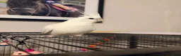 Cockatiels birds for sale: 2 year old pure albino cockatiel female  - Advert 2