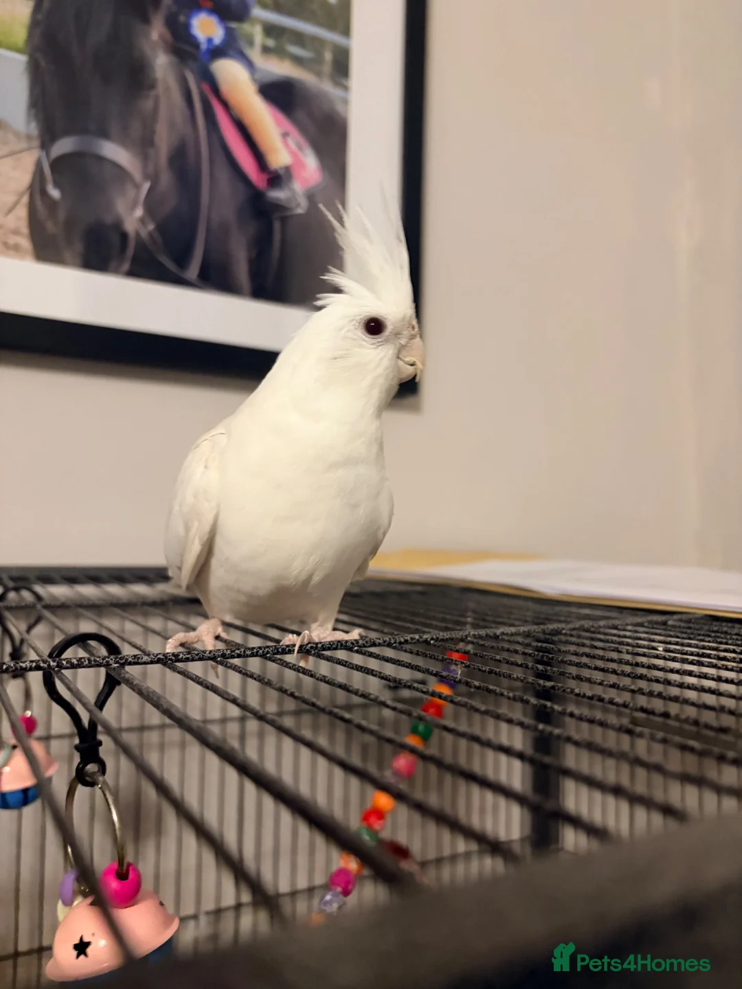 Cockatiels birds for sale: 2 year old pure albino cockatiel female  - Advert 2
