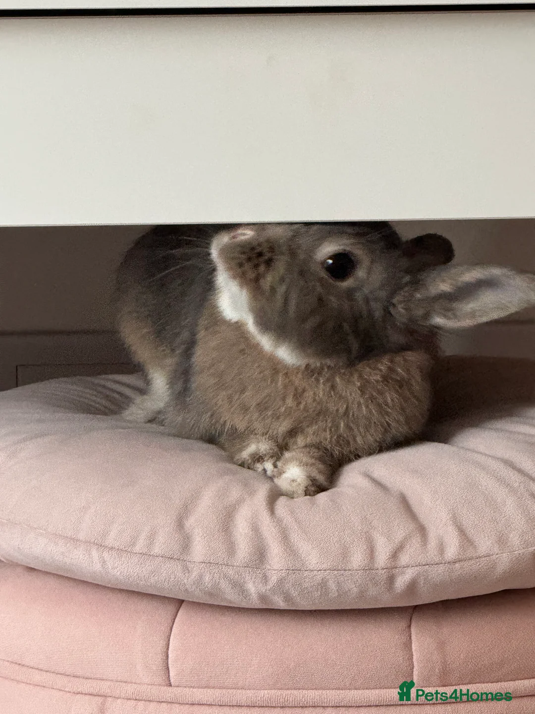 Netherland Dwarf rabbits for sale: Loving home for Pecan 🤍🐰 - Advert 6