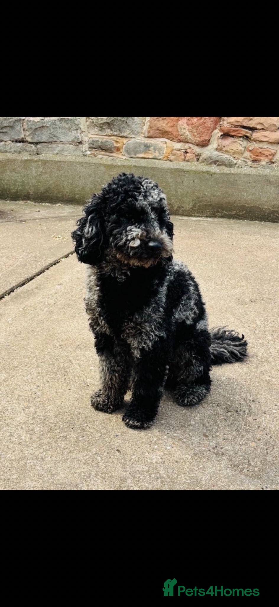 Cockapoo dogs Beautiful Cockapoo Babies  - Advert 2