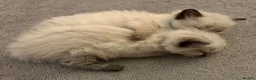 Ragdoll cats for sale: Fluffy Ragdoll kittens - Advert 7