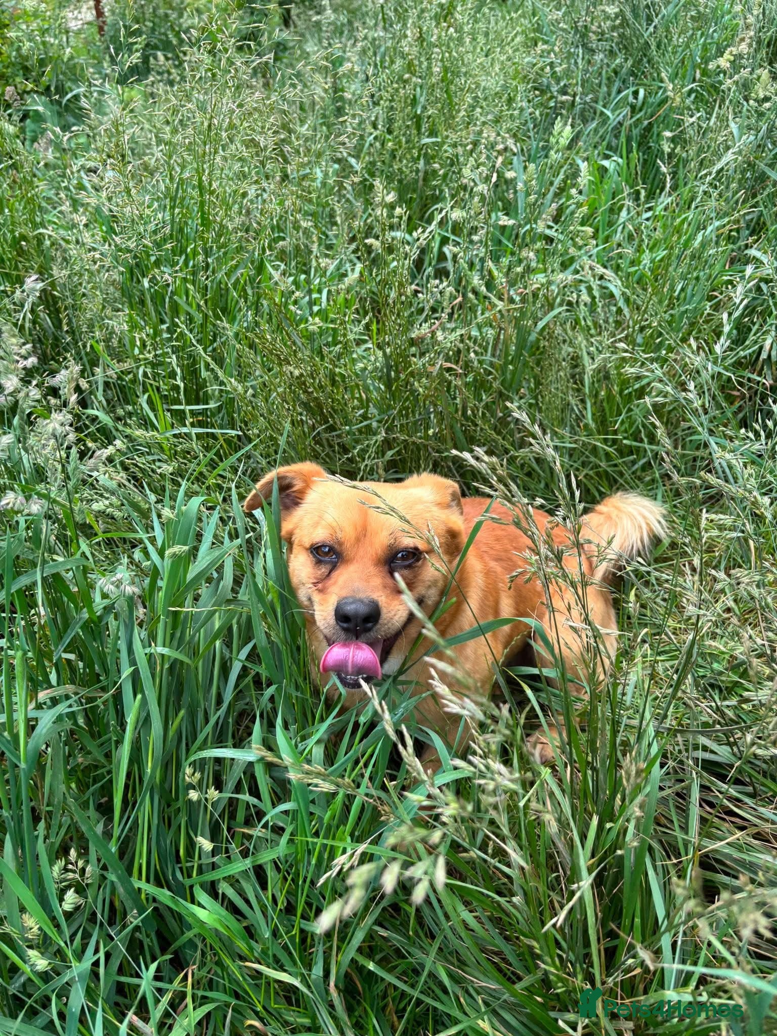Mixed Breed dogs Ernie - Advert 2