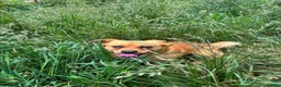 Mixed Breed dogs for adoption: Ernie - Advert 1