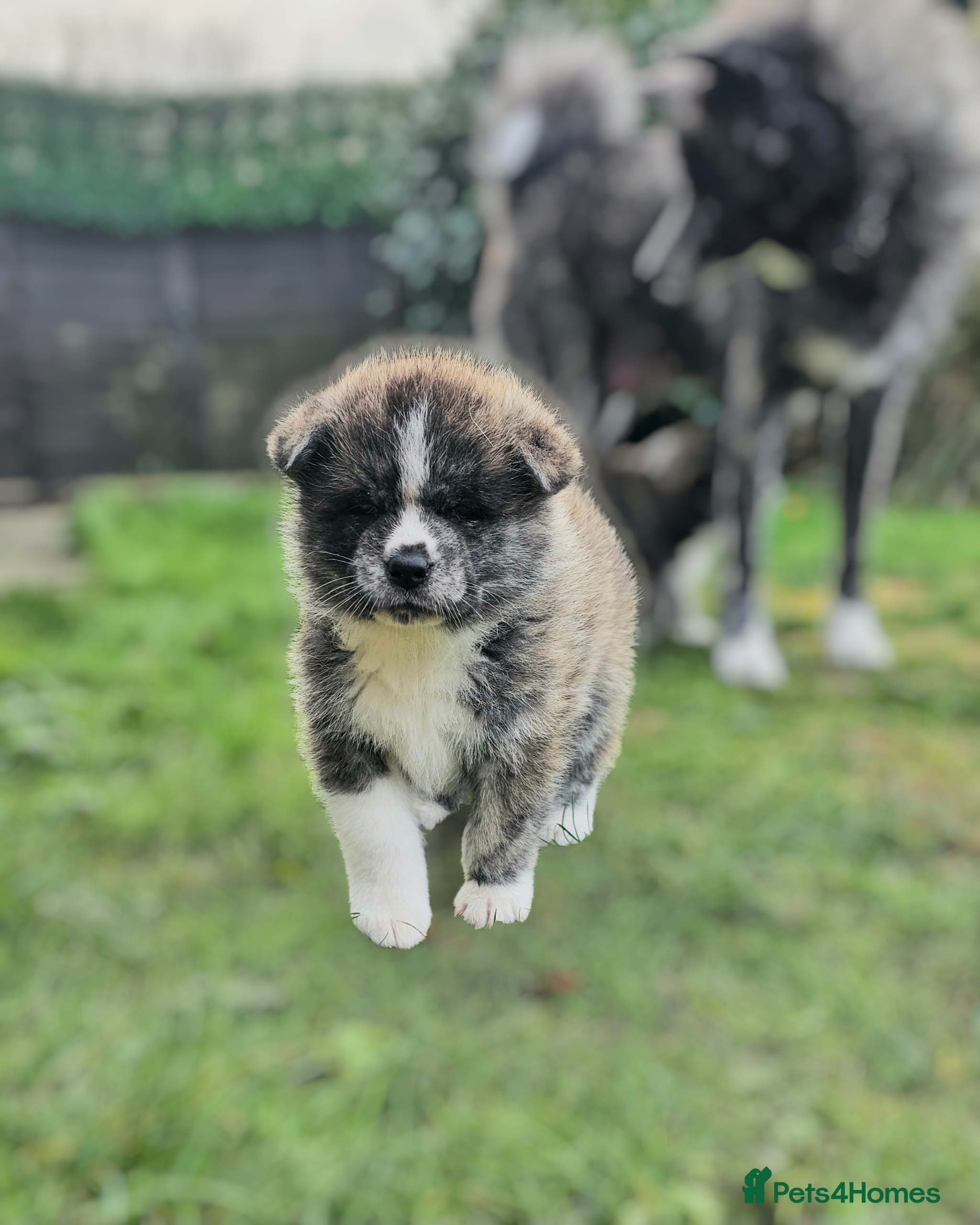 Japanese Akita Inu dogs Jepanese Akita Inu KC registered - Advert 1