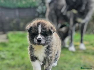 Japanese Akita Inu dogs Jepanese Akita Inu KC registered - Advert 1