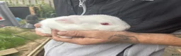 Rex rabbits for sale: Beautiful albino Rex  - Advert 16