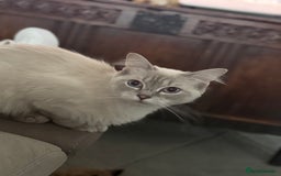 Ragdoll cats for sale: Stunning Seal Point Lynx Ragdoll For Sale. - Image 15