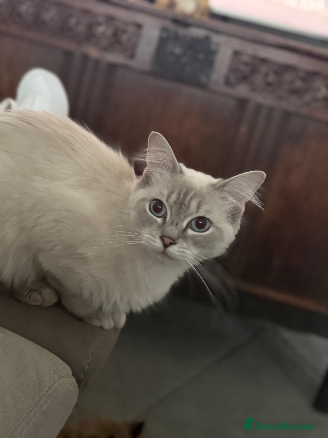Ragdoll cats for sale: Stunning Seal Point Lynx Ragdoll For Sale. - Image 15