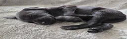Mixed Breed dogs for sale: 🐾 Labrador × Whippet Puppies! 🐾 - Advert 27