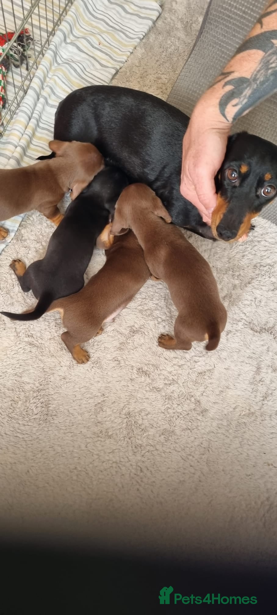 Dachshund dogs Puppies  - Advert 1