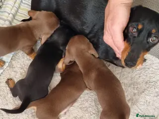 Dachshund dogs Puppies - Advert 5