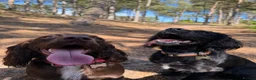 Cocker Spaniel dogs for sale: Cocker Spaniels Puppies due 29/7/2026 in Liverpool - Advert 3