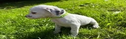 Mixed Breed dogs for sale: 🐾 Stunning Dalmatian × Boxer Puppies 🐾 in Leek - Advert 7