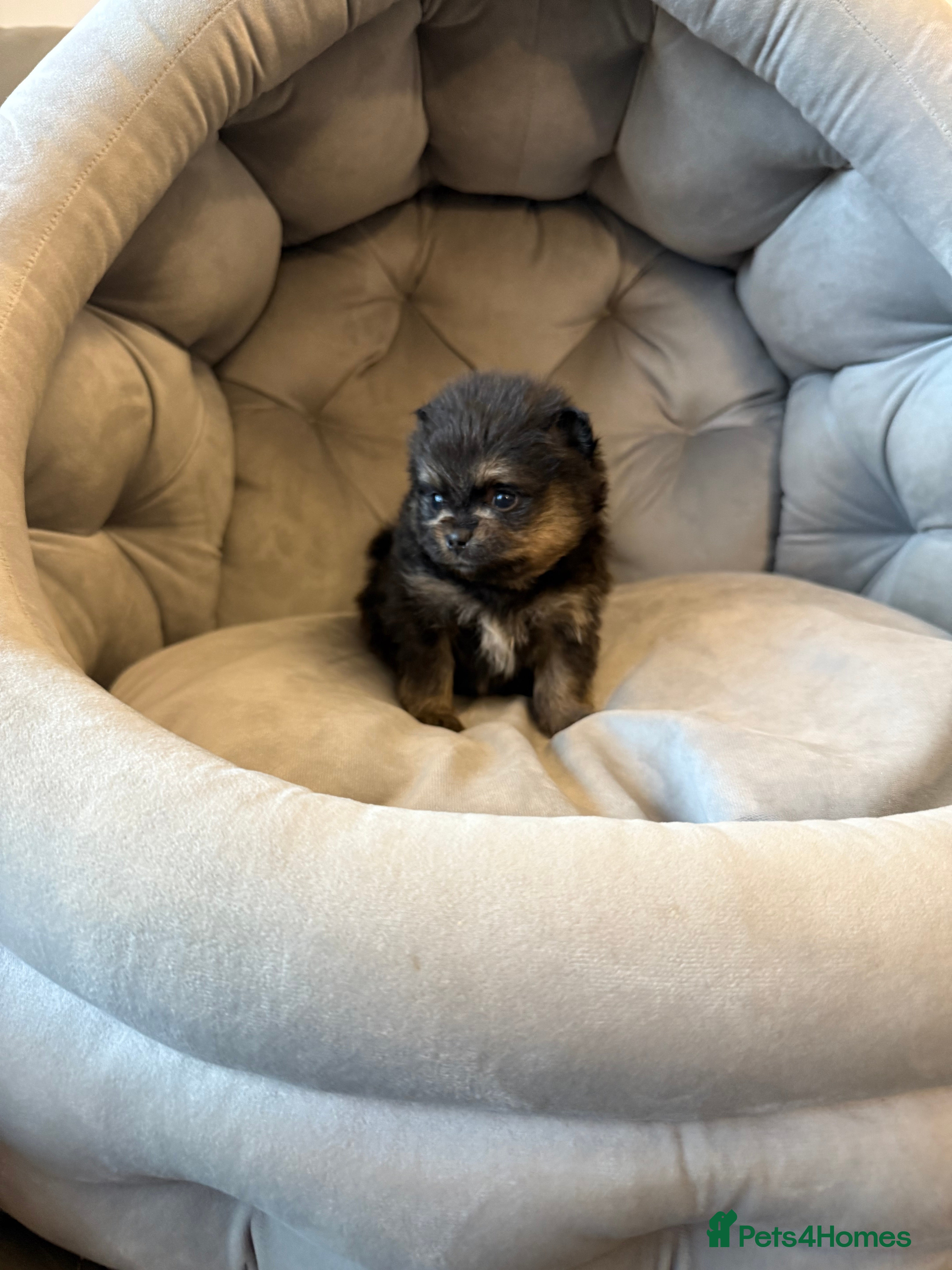 Pomeranian dogs Black and tan girls 🖤🧡💖 - Advert 3