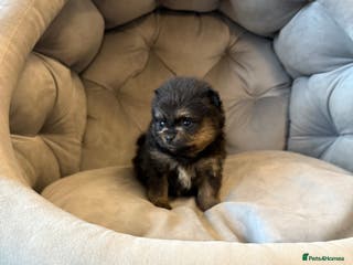 Pomeranian dogs Black and tan girls 🖤🧡💖 - Advert 3