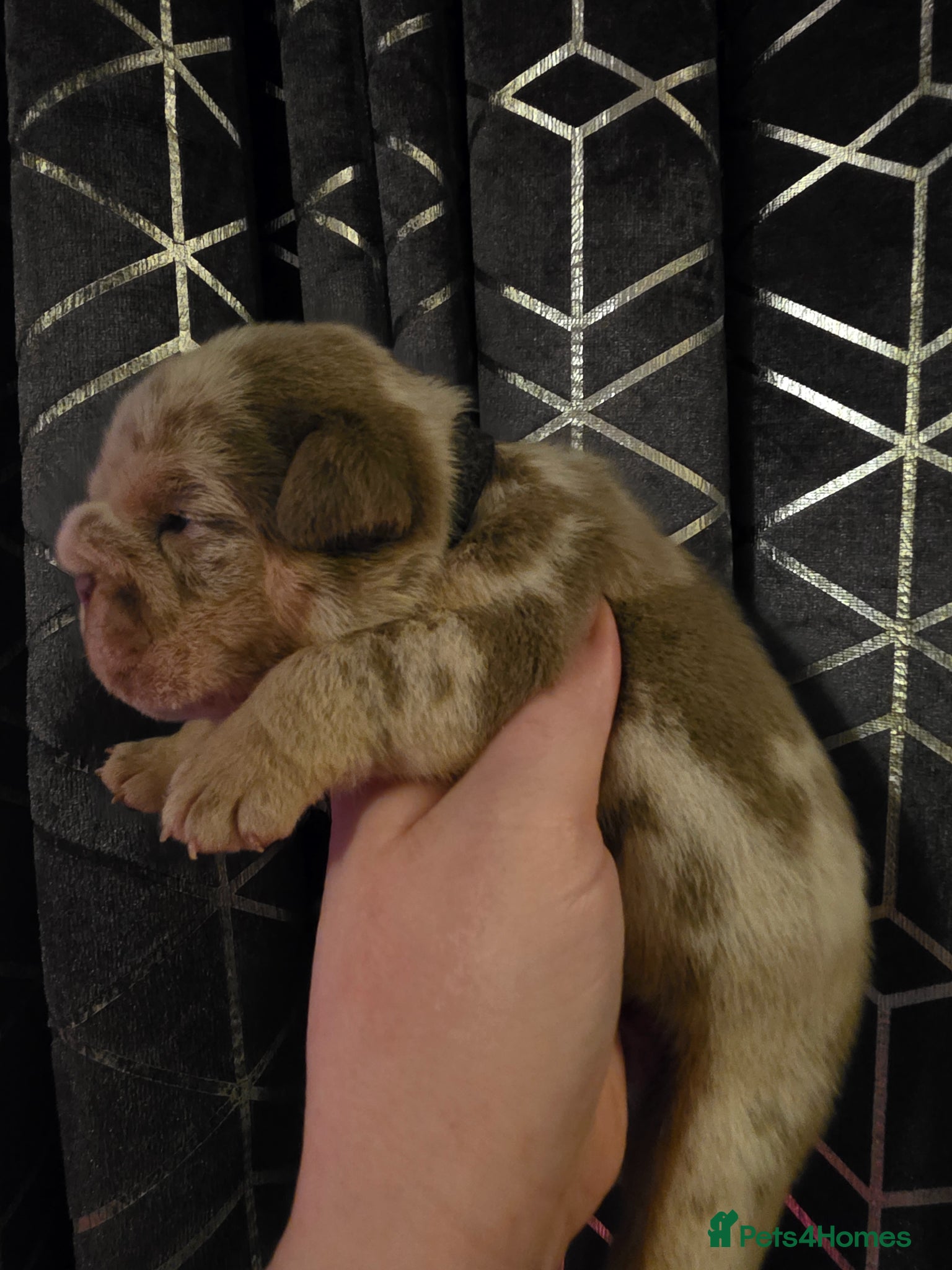 English Bulldog dogs Kc british bulldog pups - Advert 2