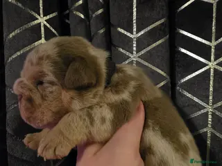 English Bulldog dogs Kc british bulldog pups - Advert 2