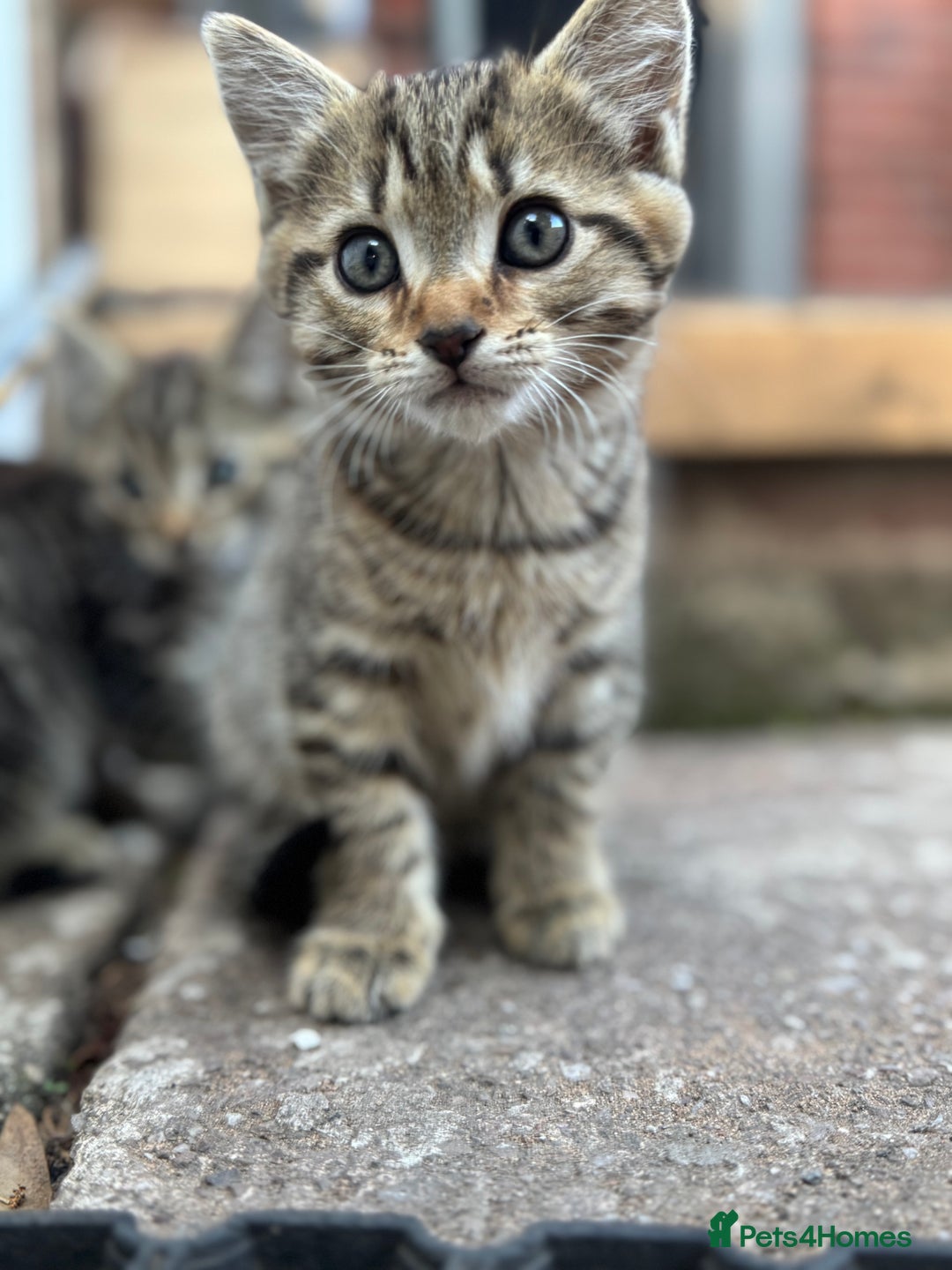 British Longhair cats for sale: British long hair  - Image 5