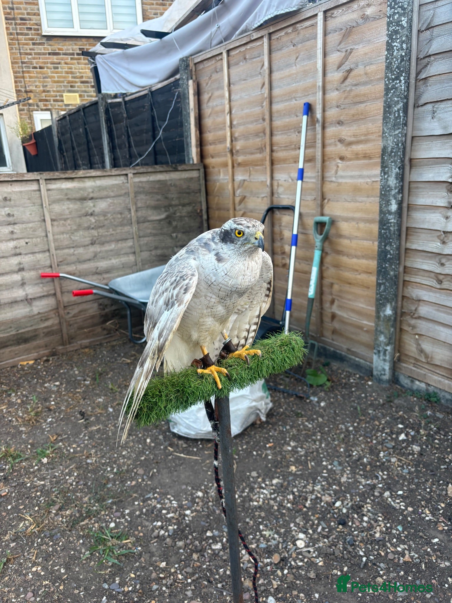 Mixed Breed birds Goshawk - Advert 1