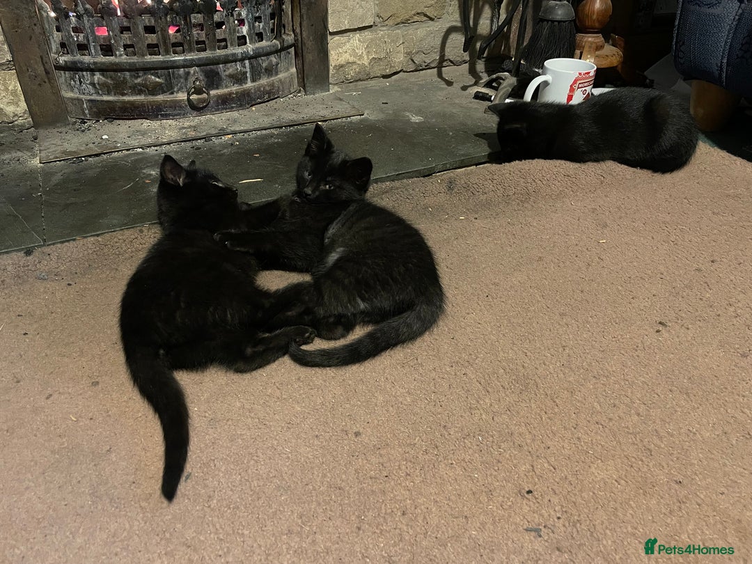 Mixed Breed cats for sale: Black kittens ready now near Bentham/ Lancaster - Advert 2