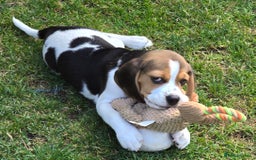 Beagle dogs for sale: KC reg Gorgeous Beagle Pups Champion Bloodline in New Malden - Image 3