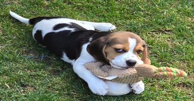 Beagle dogs in New Malden - Advert 10