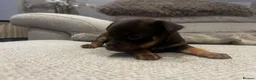 Russian Toy Terrier dogs for sale: RUSSIAN TOY TERRIERS  - Advert 15