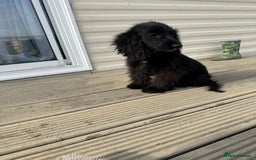 Cocker Spaniel dogs for sale: cocker spaniel two boy puppy’s left - Image 8